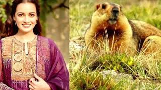 Dia Mirza shares photos of rare sighting of Himalayan Marmot during film shoot