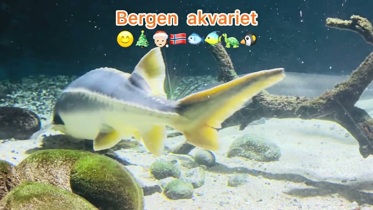 Бергенский аквариум 🐠 | Морские приключения в Бергене 🇳🇴