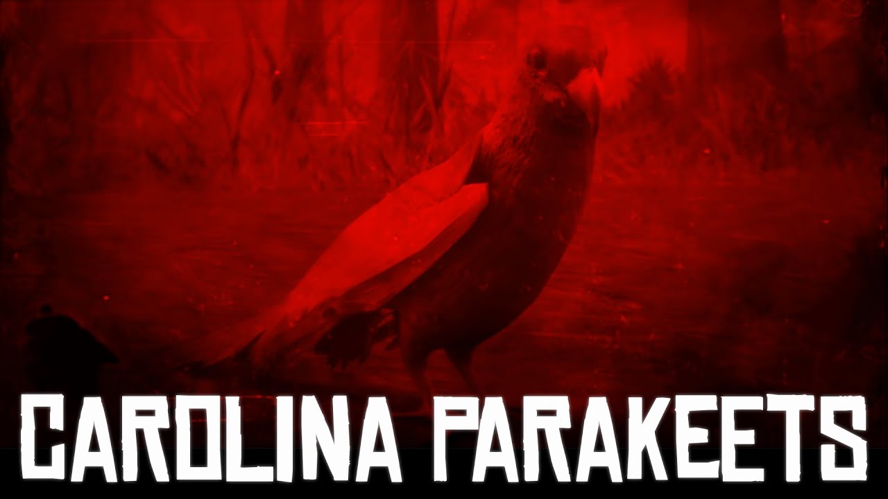 The Carolina Parakeet - Red Dead Redemption 2