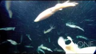 An Impressive Predator: The Humboldt Squid