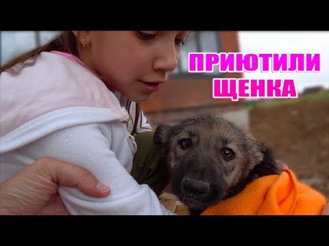 Приютили Бездомного Щенка Влог / Вики Шоу