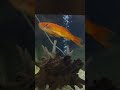I Had To Do CPR On My Fish 