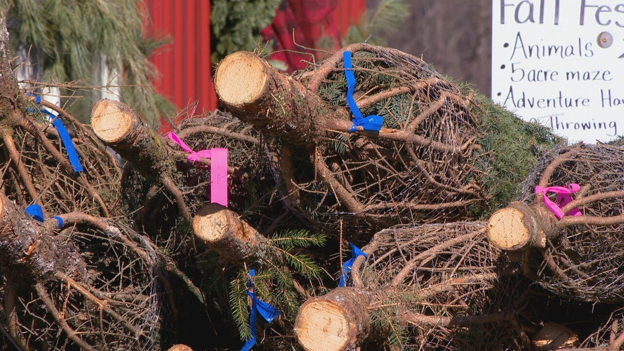 Christmas tree farm owner looks forward to holiday season despite ...