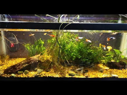 Don't Waste Your Money On "Aquarium Salt"