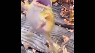 Download Lagu kodok melompat acumalaka slow motion MP3