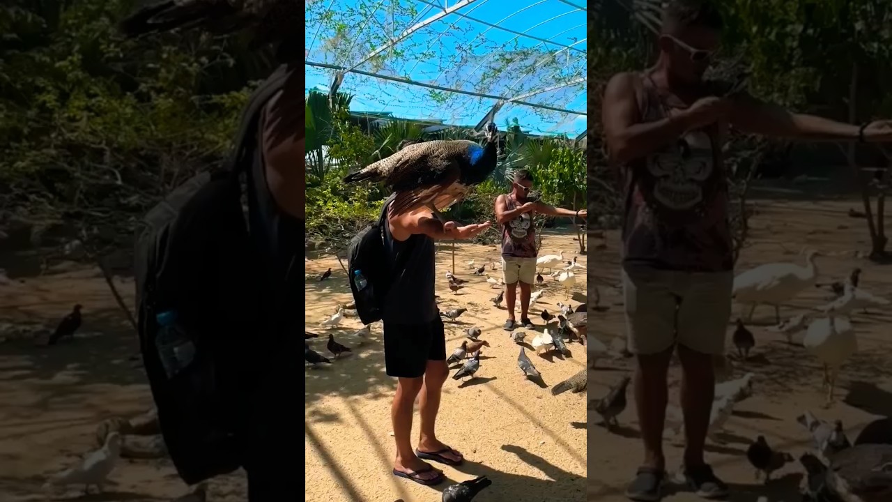 Контактный зоопарк в Фанранге