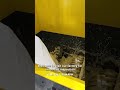How to Recycle Waste Plastic Film Industrial Crushing Equipment Solution#2026 #relaxing #automobile