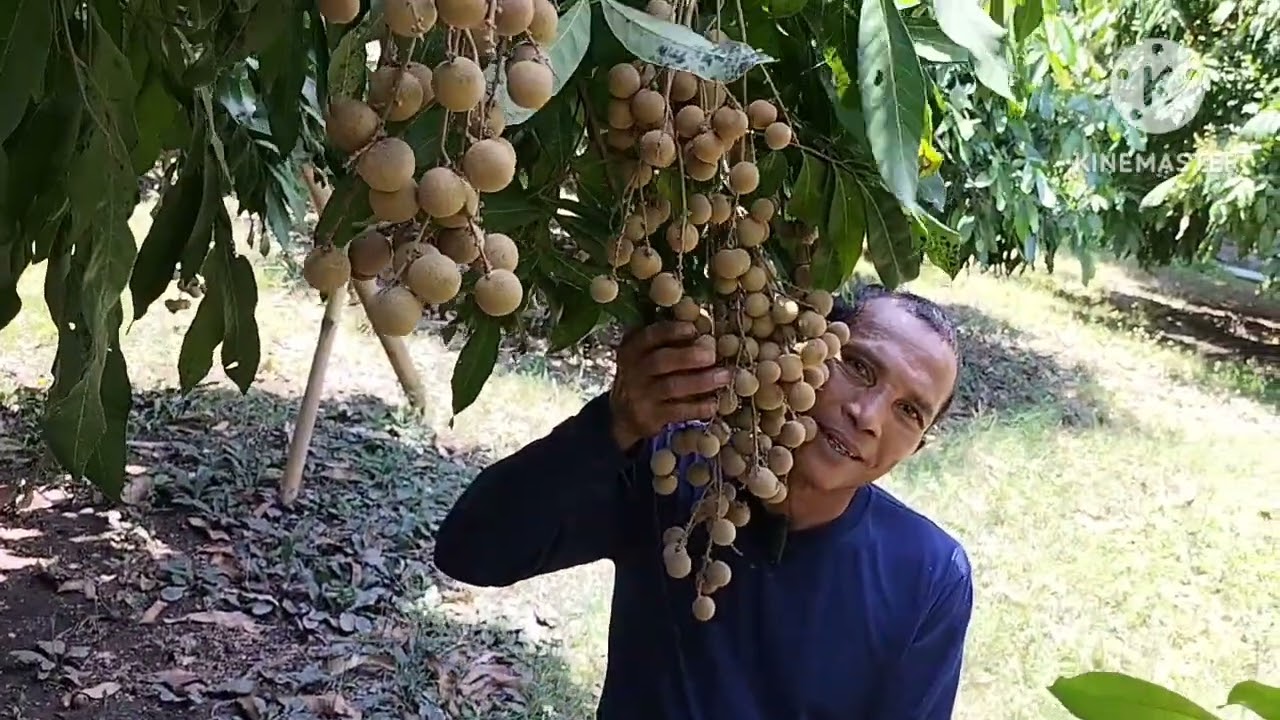 Bunga kelengkeng ngebyos ,semua cabang keluar bunga