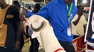 BELLINGHAM FILS DE NDANDANE ET SA PRODUCTION A LA BERGERIE NOUMBELANE