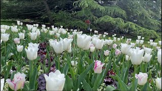 Красивые Клумбы с ТЮЛЬПАНАМИ Прекрасные Идеи Англия Tulips Greenwich Park London