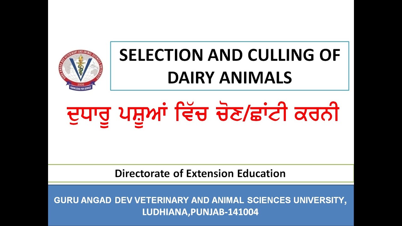 ਦੁਧਾਰੂ ਪਸ਼ੂਆਂ ਦੀ ਚੋਣ / ਛਾਂਟੀ ਕਰਨੀ / Selection & Culling of Dairy Animals
