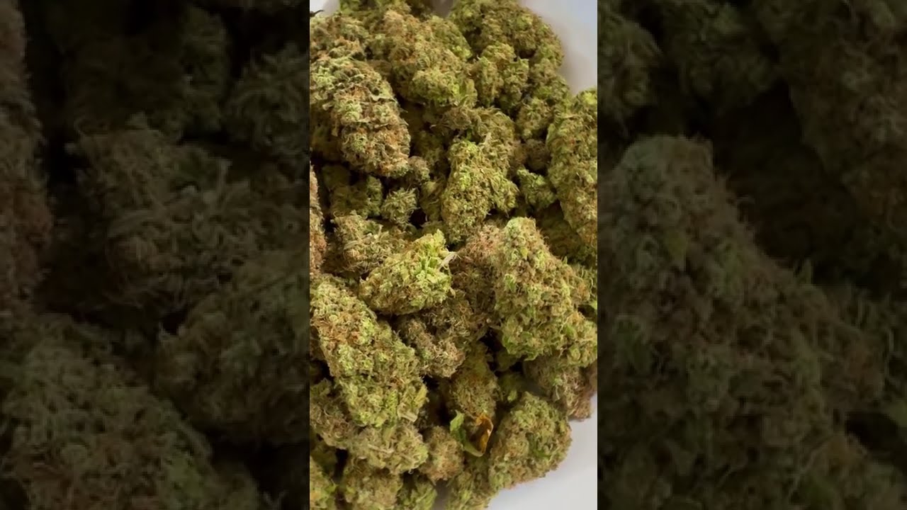 🧀🔥 Cheese XXL by Original Sensible Seeds  