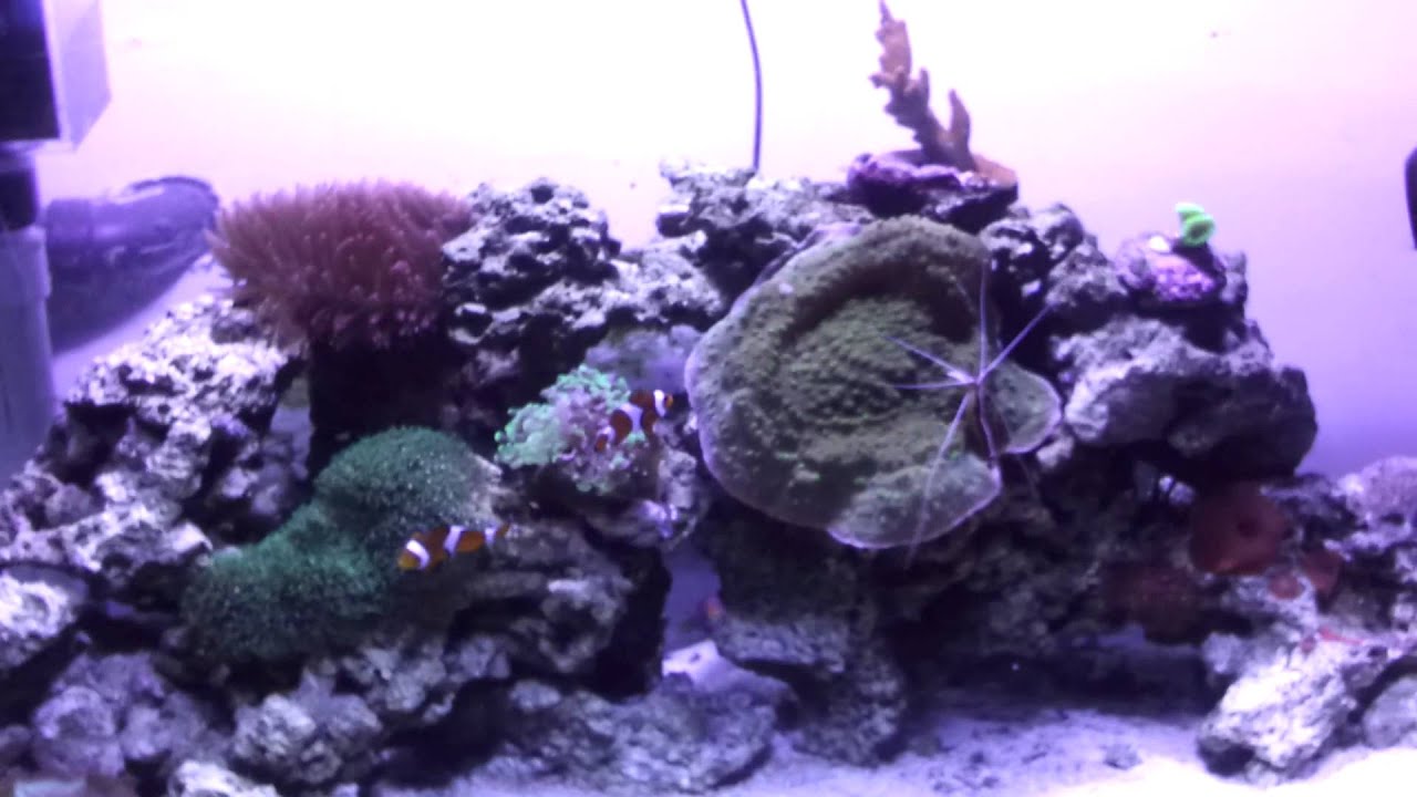 46 gallon one radion or two? - YouTube CaliReef
