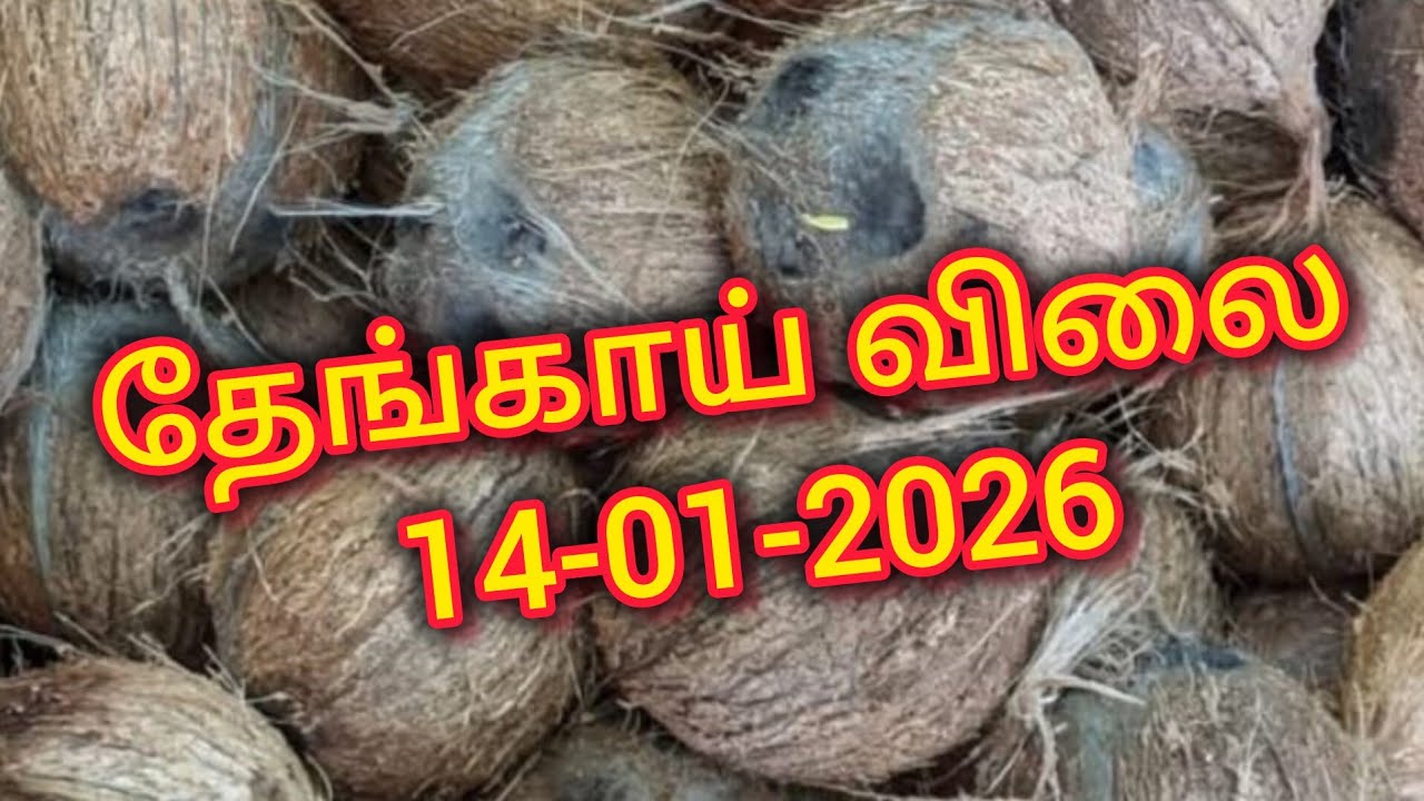 இன்றைய சந்தை விலை தெரியுமா? 🤔 தேங்காய் ரேட் முழு அப்டேட் இங்கே 