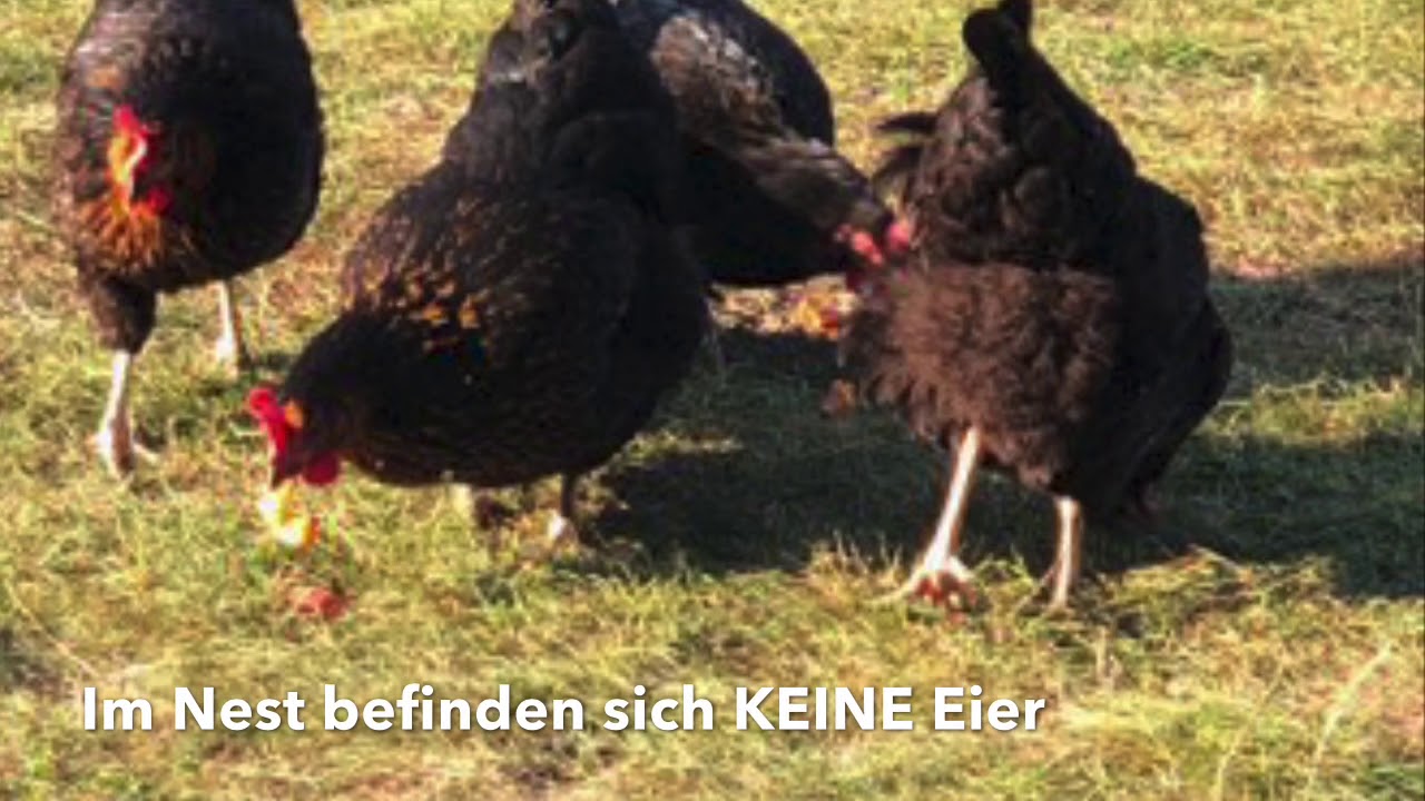 Wie entglucke ich ein Huhn - YouTube