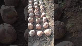 organic farming #coconutsaplings #coconut #farming #coco #coconutoil