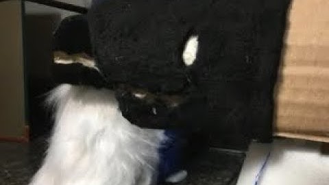 Protogen lamp head part 4: the decided color