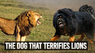 Tibetan Mastiff The Fierce Lion Dog Of The Himalayas