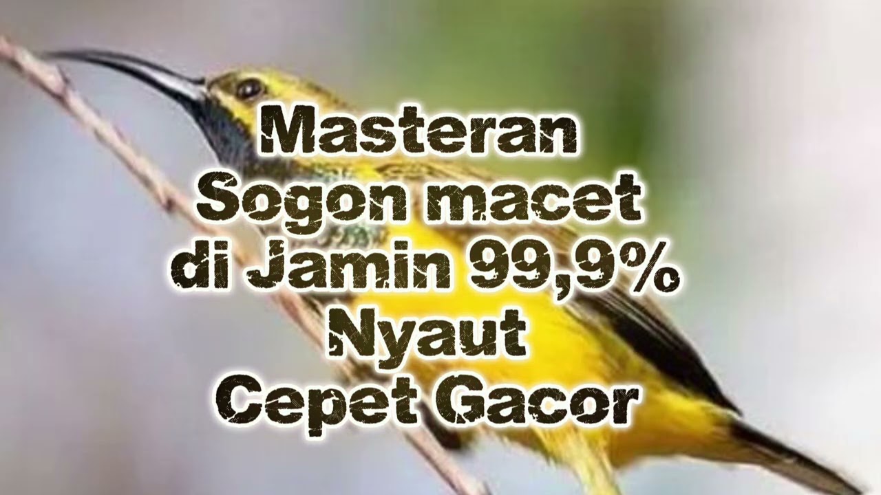 Sogon macet dijamin nyaut 99,9% Nyaut dan Cepat Gacor 