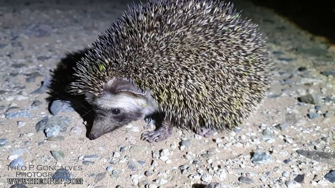 Desert hedgehog Saudi Arabia