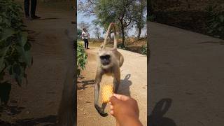Langur Rushes In for a Biscuit 😳🐒!