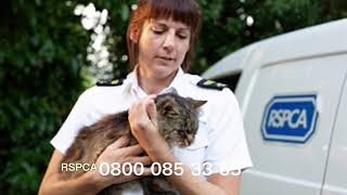 Kitten - RSPCA