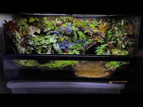 Video: Kan man holde en kamæleon i et glasterrarium?