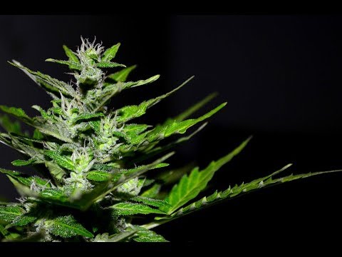 Study Shows Cannabis May Successfully Treat PTSD.