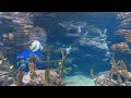 Relaxing Aquarium | 10 minutes | Chill music | Ambient | Calmo