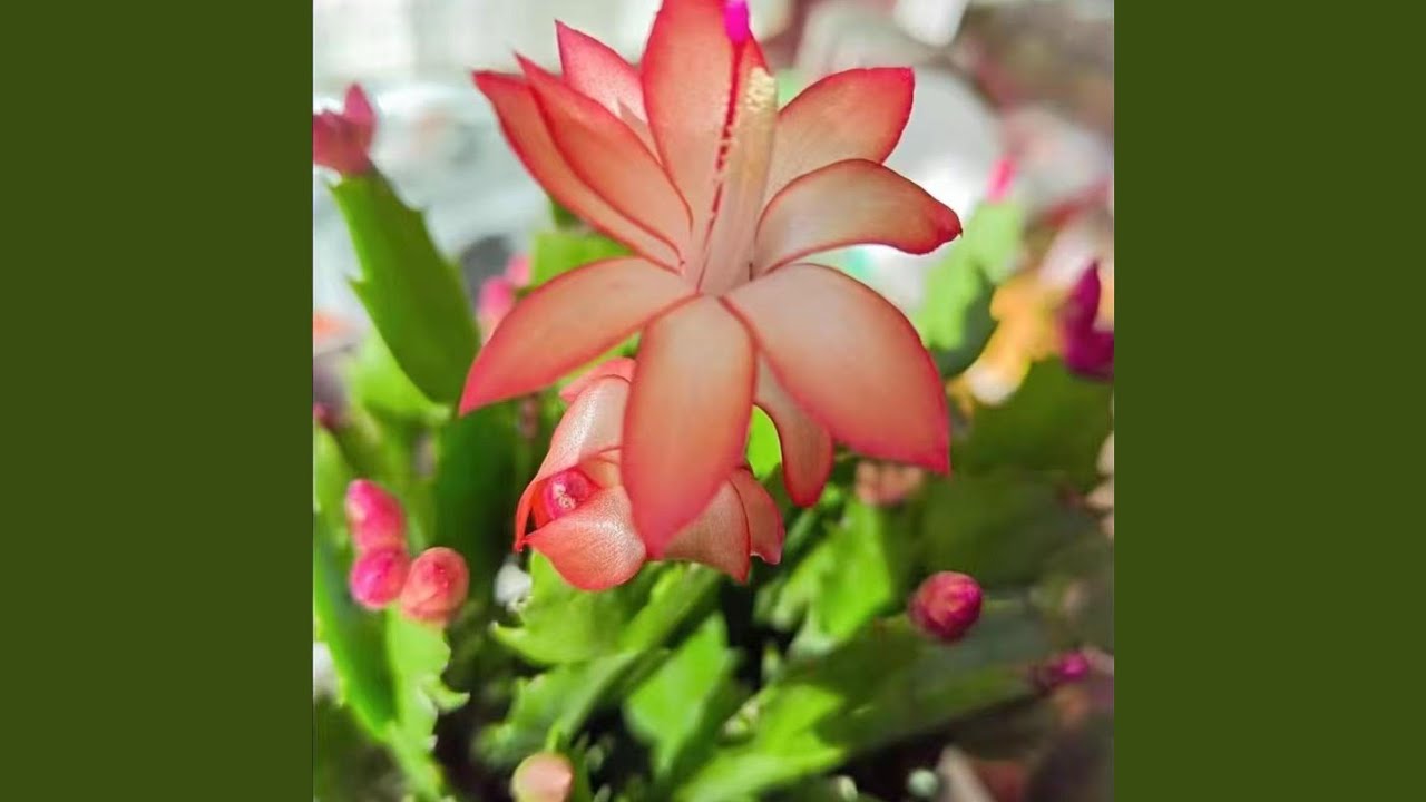 Dawn Serenade (Remix)