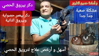 ترويق الذكور في الحمام والعصافير والببغاوات أرخص وأسهل علاج من أي صيدلية #م_أسامة_حسين