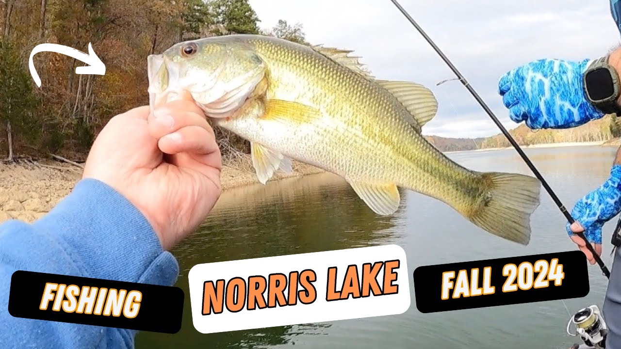 Bass Fishing Norris Lake Fall 2024 (Brogan's Public Ramp)