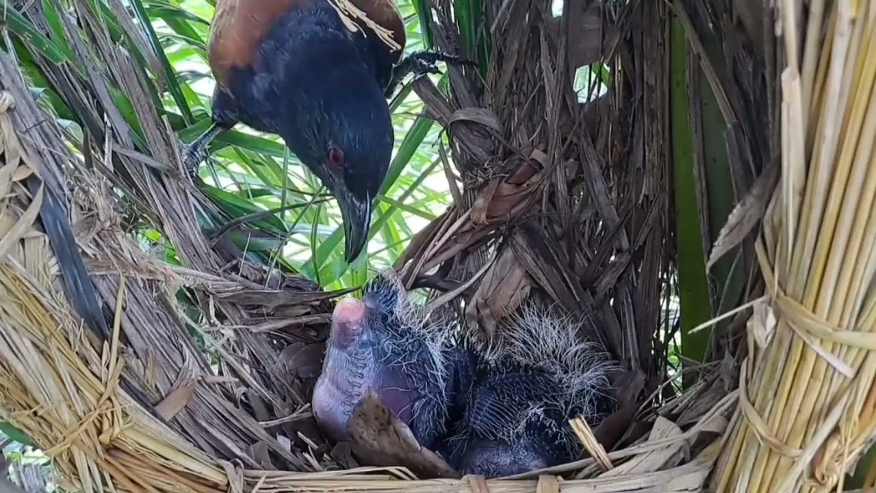 semakin besar anak bubut semakin banyak makanannya