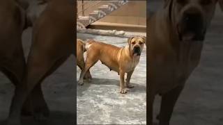 Puppies from this combo available. Contact +233553284056 if interested #boerboel #dog #shorts