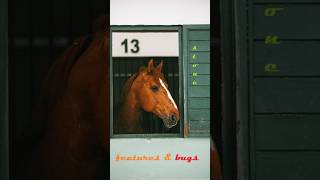 Stone -Features & Bugs (Full Album)
