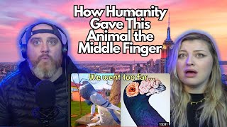 How Humanity Gave This Animal the Middle Finger @mndiaye_97 | HatGuy & @gnarlynikki React