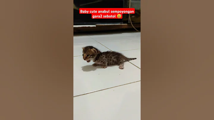 Video 6103551: bengal kucing munchkin, munchkin bengal cat, munchkin cat funny