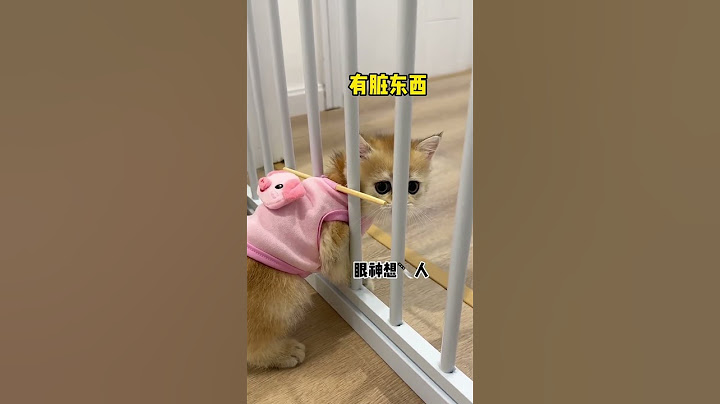 【牛奶是只猫】这个方法真不错！结尾三只小奶猫 还在拼命地想进去哈哈哈