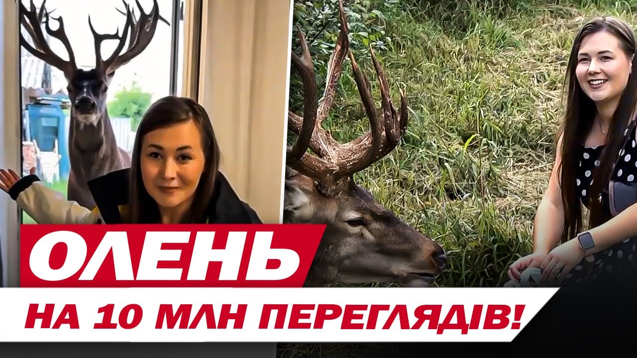 Олень БОРИС з Рівненщини став СВІТОВОЮ ЗІРКОЮ МЕРЕЖІ! Обідає КЛУМБИ та випрошує ЗЕФІР