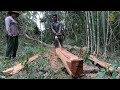 Amazing Fastest Skill Cutting Machines​​ STIHL , Heavy Biggest Felling Tree Machine working,