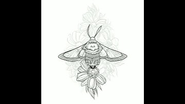 Timelapse Drawing a Bee Hawk Moth - Procreate