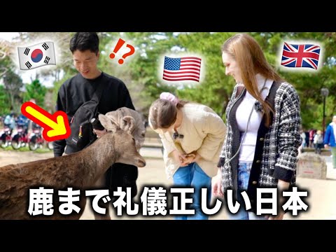 The Most Polite Deer Ever! Let's Feed Wild Bowing Deer in Nara, Japan!