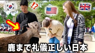 The Most Polite Deer Ever! Let's Feed Wild Bowing Deer in Nara, Japan!