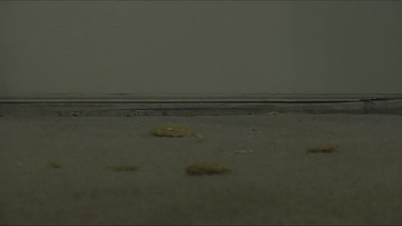 Cold blast break records in Alabama