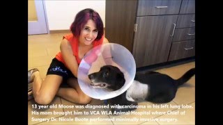 WLA SURGERY CASE STUDY: Minimally invasive surgery performed to remove mass in dog's left lung