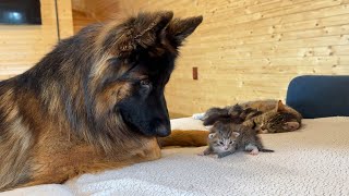 German Shepherd Meets Newborn Kittens For The First Time!