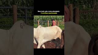 Novilhas Machucaram... Nem tudo sai como planejado... ⬆️ VEJA O VIDEO COMPLETO