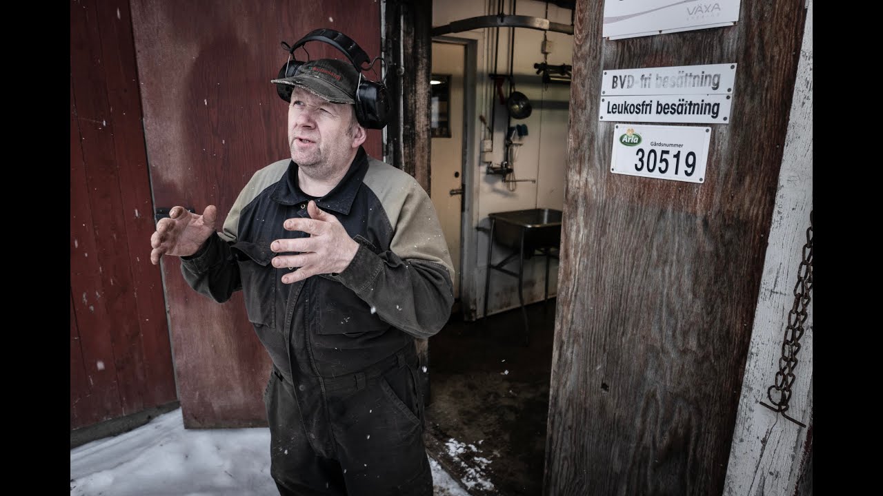 Nils-Erik Bergkvist om de skjutna fjällkorna och stödet från allmänheten