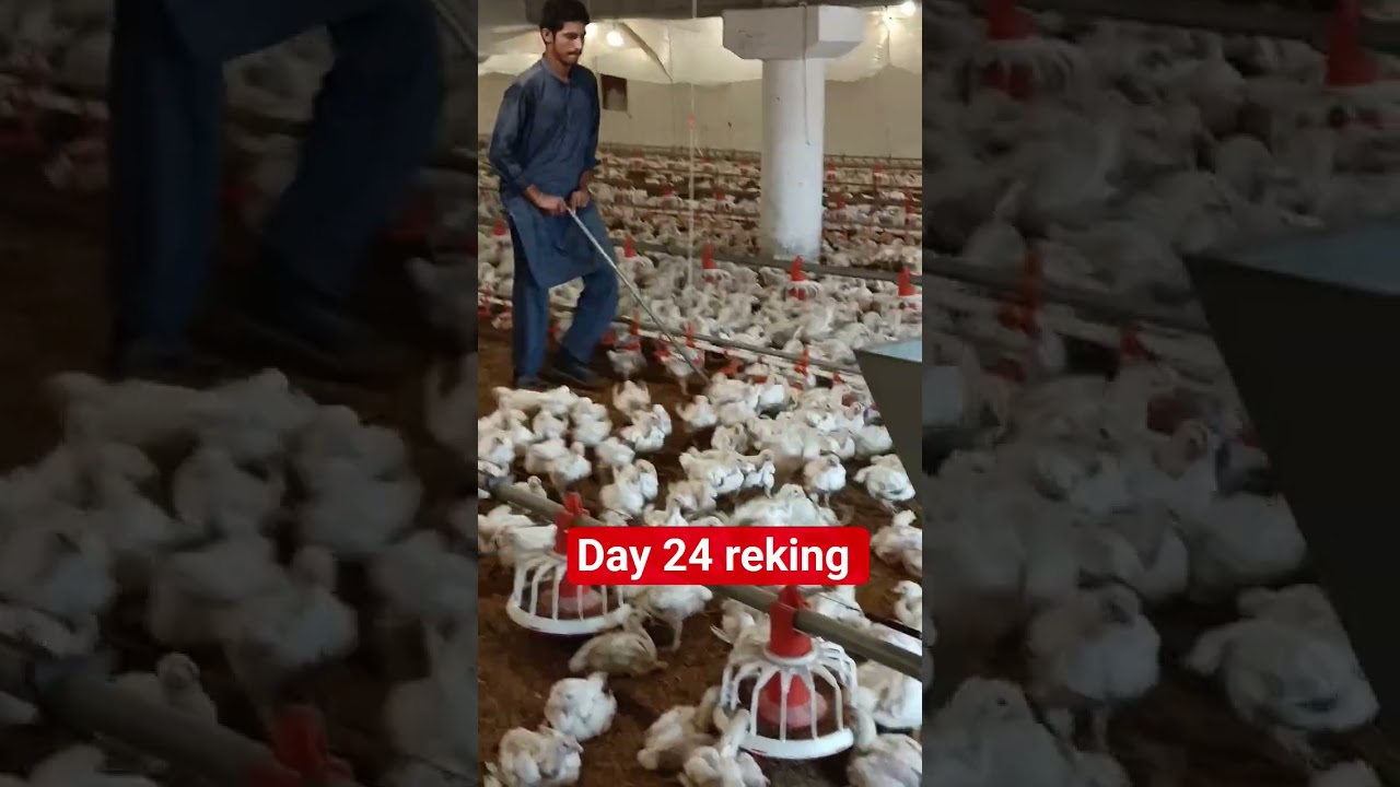 raking for litter management in broiler chicken farm day 24 