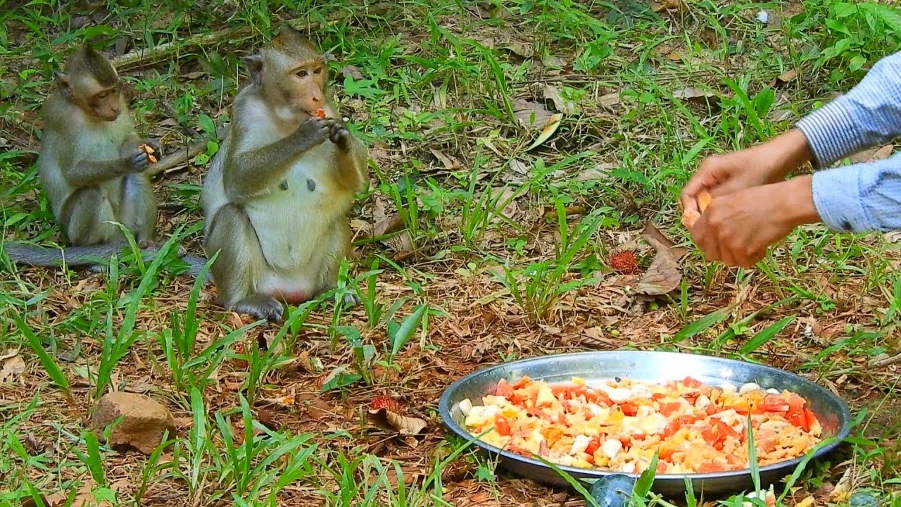 Poor Abandoned Baby Monkey Elpida Too Hungry When She VO Feed Food On Ground, Alberto Too Scare